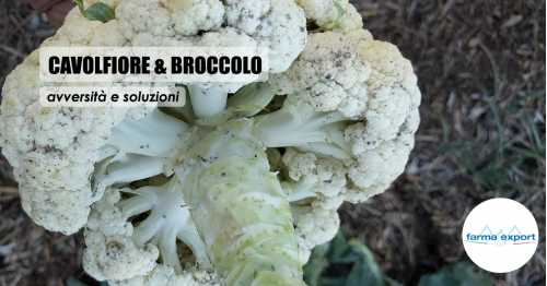 Broccolo e Cavolfiore - Avversita' e Soluzioni per Agosto