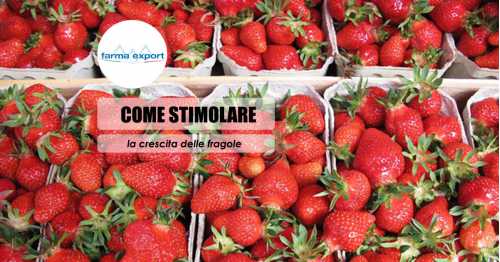 Stimolare la crescita delle fragole.